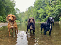 Reggie, Bea & Dudley 